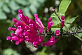 SALVIA INVOLUCRATA BETHELLII