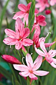SCHIZOSTYLIS COCCINEA FENLAND DAYBREAK