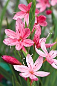 SCHIZOSTYLIS COCCINEA FENLAND DAYBREAK