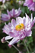 ANEMONE HYBRIDA MARGARETE