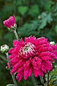 CHRYSANTHEMUM REGAL PURPLE