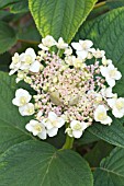 HYDRANGEA INVOLUCRATA MULTIPLEX