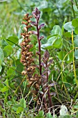 OROBANCHE MINOR