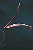 ANTHURIUM CRYSTALLINUM