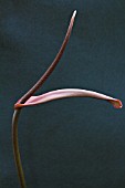 ANTHURIUM CRYSTALLINUM