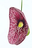 ARISTOLOCHIA GRANDIFLORA