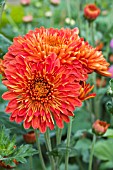 CHRYSANTHEMUM LITTLE JOHN RED