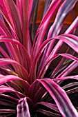 CORDYLINE AUSTRALIS CHERRY SENSATION