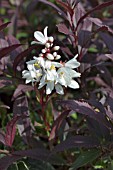 Deutzia gracilis Deutzia gracilis