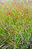 PANICUM VIRGATUM SHENANDOAH