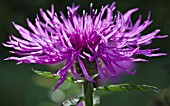 CENTAUREA SCABIOSA