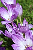 COLCHICUM SPECIOSUM