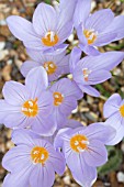 CROCUS PULCHELLUS