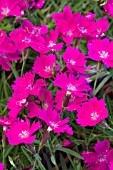 DIANTHUS KAHORI PINK