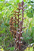 OROBANCHE MINOR