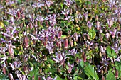 TRICYRTIS FORMOSA DWARF FORM