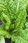 BETA VULGARIS FLAVESCENS LUCULLUS