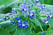 BORAGO OFFICINALIS