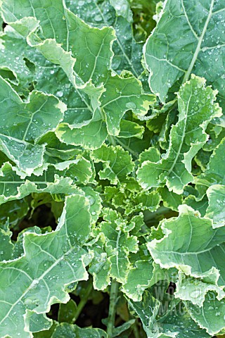 BRASSICA_X_NAPUS_VARIEGATUS