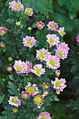 CHRYSANTHEMUM PETRA PINK