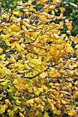 CORYLUS AVELLANA COSFORD COB