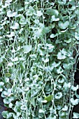 DICHONDRA SILVERFALLS