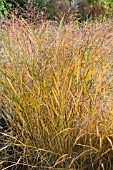 PANICUM RUBRUM