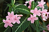 RUELLIA MAKOYANA PINK FORM