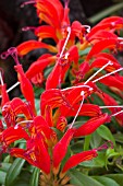 AESCHYNANTHUS HOT FLASH