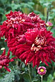 CHRYSANTHEMUM JOHN RILEY