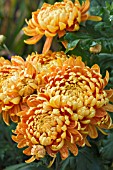 CHRYSANTHEMUM ORANGE ALLOUISE