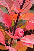 COTINUS COGGYGRIA GRACE