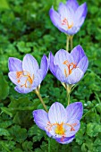 CROCUS ZONATUS (KOTSCHYANUS)