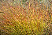 PENNISETUM ORIENTALE SHENANDOAH