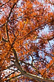 TAXODIUM DISTICHUM