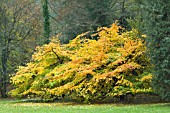 PARROTIA PERSICA