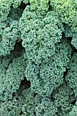BRASSICA X NAPUS REFLEX