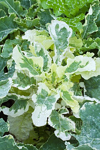 BRASSICA_X_NAPUS_VARIEGATUS