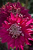 CHRYSANTHEMUM GOMPIE SUPER