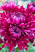 CHRYSANTHEMUM SHEENA PURPLE