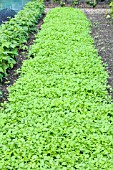 GREEN MANURE