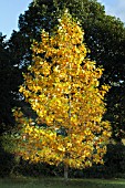 LIRIODENDRON TULIPIFERA GLEN GOLD