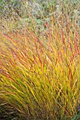 PENNISETUM ORIENTALE SHENANDOAH