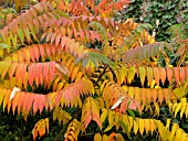 RHUS TYPHINA (STAGS HORN SUMACH)