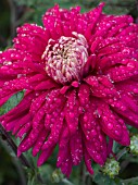 CHRYSANTHEMUM REGAL PURPLE