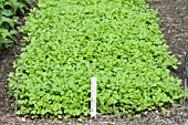 GREEN MANURE