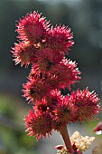 RICINUS COMMUNIS CARMENCITA