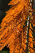 TAXODIUM DISTICHUM