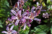 TRICYRTIS FORMOSA DWARF FORM