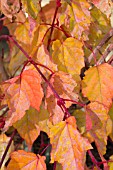 ACER CAPPADOCICUM RED FLAMINGO